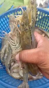4.2K views · 197 reactions | large cuttlefish and large prawns | Zami Akbar | Facebook