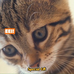 Novidades, informações e os melhores alimentos para o seu gatinho! Conheça Special Cat, com produtos formulados por veterinários e ricos em vitaminas. | Special Cat