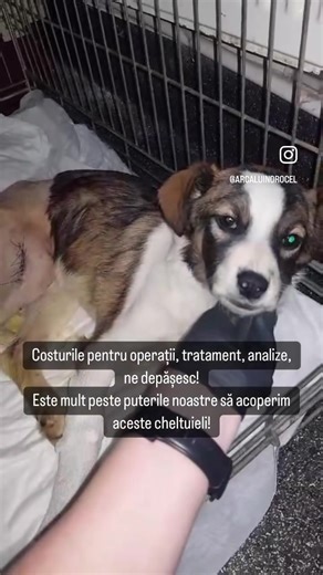Ana, un suflet al străzii ce a avut neșansa de a fi izbită de o mașină! Având multiple fracturi, toate remediabile, s-a decis să intre în operație, iar la scurt timp s-a constatat că are parvoviroză și babesioză! Dorința ei de a trăi a fost mai mare decât necazurile care au încercat-o! Echipa medicală de la Trauma Surgery Vet făcând eforturi uriașe pentru a o ține în viață! Ana este bine acum, însă costurile totale ne depășesc! Ne aflăm într-o perioadă foarte incertă, fiind plini până peste cap 