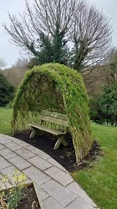 A Living Willow Bench Arch: The Perfect Garden Hideaway Some garden features are built with wood, stone, or metal. This one is built with time. The image above shows a beautifully natural outdoor seating nook created from a living willow arch—a tunnel-shaped structure made by weaving flexible willow branches into a curved dome. Inside, a simple bench sits under the arch, creating a shaded, peaceful retreat that feels like a secret garden room. It’s one of the most charming forms of “living archi