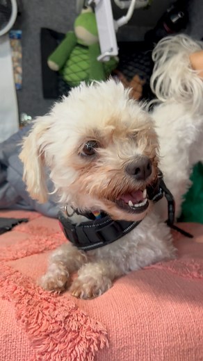 74K views · 2.8K reactions | Vida en la Van parte 35 #vanlife #furgocamper #montana #camperizacion #furgo | trotavan | Facebook