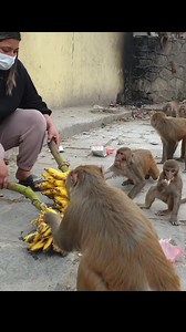 monkey eat banana #feedinganimal | Random Monkey