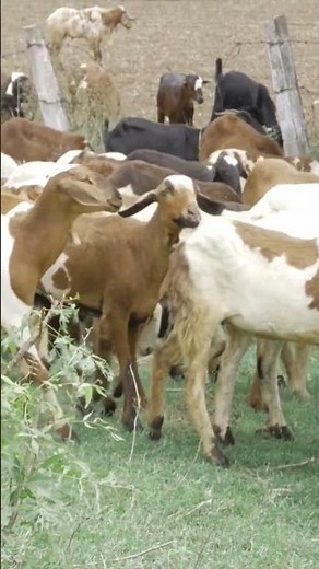 Real Goat Sounds (Herd Bleating in Nature)