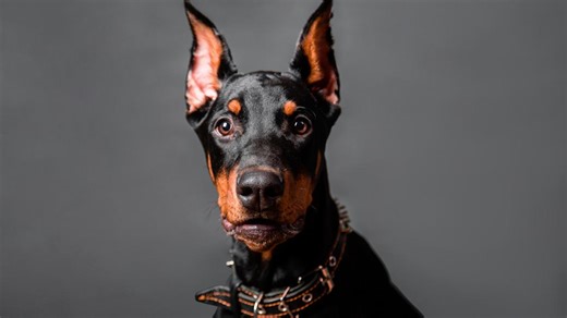Giant Doberman Being Harassed By Butterfly Is Everything You Need To See Today