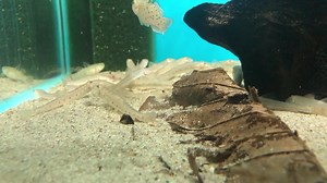 Horse face Loach. Has there ever been a more interesting fish for a community aquarium than the humble Horse face Loach? Watching them going about their business syphoning the substrate is a sight to behold. One of the cheapest oddities also, which is an added bonus. Absolutely love em!! Tel 01773 861255 | Wharf Aquatics