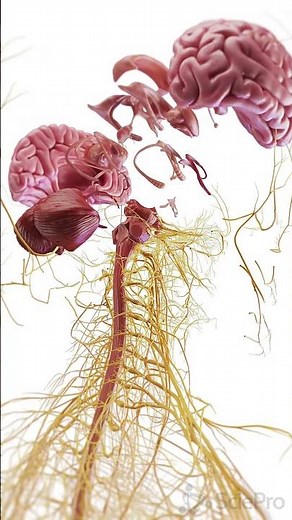 🧠 Exploded View of the Brain: Unlocking Its Complex Anatomy #anatomy