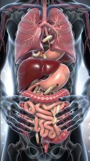 3D Human Torso Anatomy in Motion | Parasites in Lungs & Intestines