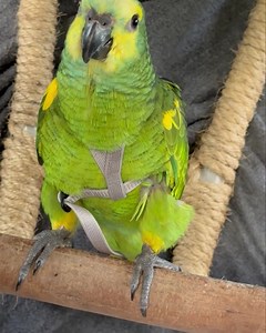 70K views · 2.4K reactions | So cute  | Macaws Australia | Facebook