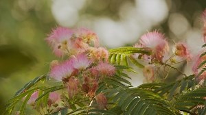 clip-1084552357-branch-albizia-julibrissin-fluffy-bright-pink-flowers