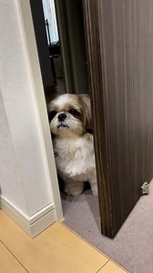 119K views · 5.5K reactions | So cute!! | Shihtzu | Facebook