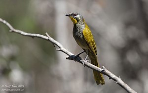 Yellow throated honeyeater - Alchetron, the free social encyclopedia