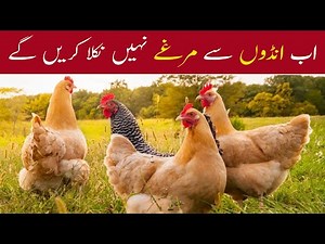 The Truth About Male Chick Culling | Ab Andon se Sirf Murghian hi Niklein gi.