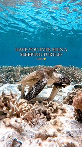 99K views · 4.3K reactions | What do you think he's dreaming about?...