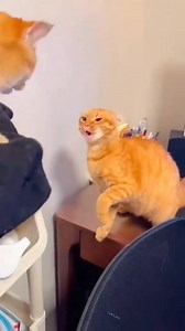 26K views · 560 reactions | Stinks cats #cat #catlover #catoftheday | Julio Dalina | Facebook