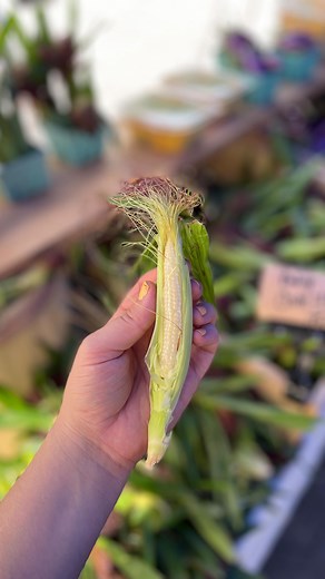 54K views · 44 reactions | For three weeks only this summer, you can find baby corn at @back_home_farm! The variety, called Chires Baby Corn, is bred to be baby aka this is it at full maturity despite its baby size. 凉 Husk and eat it whole or add it to stir-fries! Or make baby elote. Whatever you do, get your hands on this special treat!  | Union Square Greenmarket | Facebook