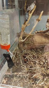 #kotimainen #hiiri #hiiret #kesyhiiri #mouse #eläintarvikemuskettikoira #lemmikki | Eläintarvike Muskettikoira