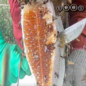 15K views · 349 reactions | Huge, Hard-to-Find Beehive Finally Discovered | Bee'S | Facebook