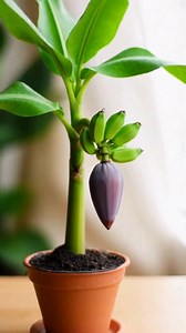 440K views · 5.7K reactions | Grow banana tree from banana  | Beautiful Home & Garden Ideas | Facebook