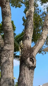 Saw a weird squirrel in Florida! | Vörös Twins