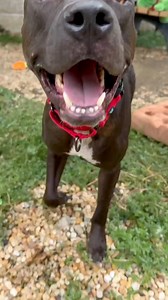 5.4K views · 351 reactions | Meet Zero to Hero, a young, joyful pup...