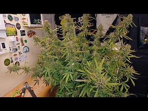 Mega Power Plant Autoflower Harvest Spliff Seeds Viparspectra P4000 grow Medical cannabis