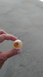 Unique beach find | Hatteras Beach Days