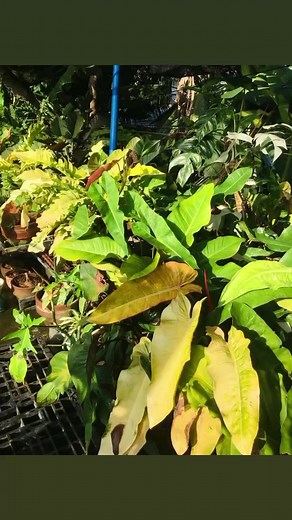 1.7K views · 84 reactions | Happiness blooms in my garden☺️ My Plant collections #plantsmakepeoplehappy #plantlove #plantloversph #plantcollection #plantcollector #aglaonemaplants #philodendron #monstera #alocasia #pothos #plants | Rodelyn Sambayon Pondales | Facebook