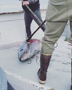 Team work! It’s been a slower week on the Bluefin grounds however the reward continues to be worth the effort. . . . . . . . . . . . . . . . . . . . . . . . . . . . #pacificqueensportfishing #pacificqueen #offshorefishing #deepseafishing #biggamefishing #bluefintuna #tuna #caughtnotbought #sandiegofishing #fishing #fishon | Pacific Queen Sportfishing