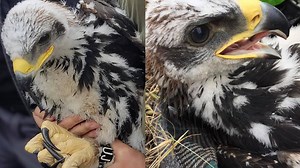 Golden eagle chicks found in the Santa Monica Mountains for the first time in 30 years