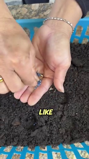 4.3M views · 144K reactions | Mom is always inventing in her garden! Here’s how she uses a bottle cap and toothpick for planting seeds  | Judy Bao Garden | Facebook