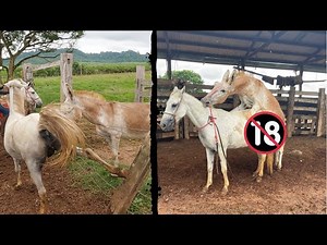 LEVAMOS MINHA ÉGUA PARA CRUZAR COM JUMENTO RAÇA *PÊGA*
