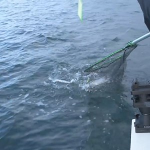 Trolling Brad's Superbaits with Canned Tuna stuffing is a highly effective way to catch "Blackmouth" Chinook Salmon in the Puget Sound | Addicted Fishing