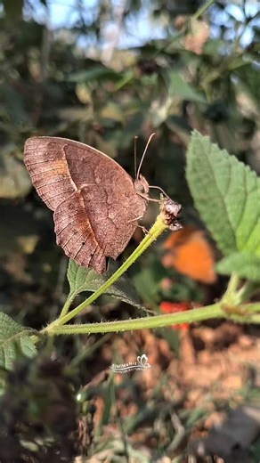 𝐒𝐢𝐌𝐢 𝐌𝐚𝐍𝐢 🦋 on Instagram: "🦋 Bicyclus anynana (squinting bush brown) is a small brown butterfly in the family Nymphalidae, the most globally diverse family of butterflies. It is found mostly in woodland areas and flies close to the ground. Male wingspans are 35–40 mm and female wingspans are 45–49 mm. 🚫don't repost without consent . 📸 Click by @simimaniz.travellerbutterfly . 📍Location is Malappuram . 🖇️ Tag your butterflies photos and videos. Will include my story. . 🔔Turn on post
