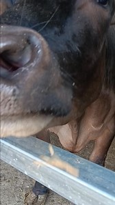 His name is Wagyu. He's nosey. He eats a ton of feed and rules the trough and makes us laugh! 🐮👍😆 #cattle #gobblercreekfarms #pafarms #agriculture #farming #beef #beefitswhatsfordinner #steak #cows | Gobbler Creek Farms