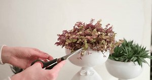 Frau schneidet Topfpflanze aus weißem Keramik-Topf: Stockvideos & Filmmaterial (100 % lizenzfrei) 1101253703 | Shutterstock