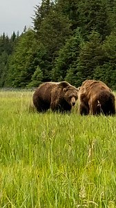 A proper boxing match between these two adult females having some fun last night. Even adult bears play together sometimes, dispelling the notion that bears are purely solitary animals. Although they do spend a large part of their lives alone, they are quite social! Play, mating, and interacting is inherently a part of their daily lives in Alaska. #bears #nationalparks #naturephotography #wildlife #foryou #explorepage #fyp #brownbears #alaska #alaskalife #wildlifephotography #katmainationalpark 