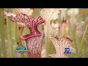 Outdoors: Grand Bay Reserve