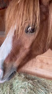 10K views · 1.3K reactions | Pony Up Rescue for Equines on Reels | Facebook
