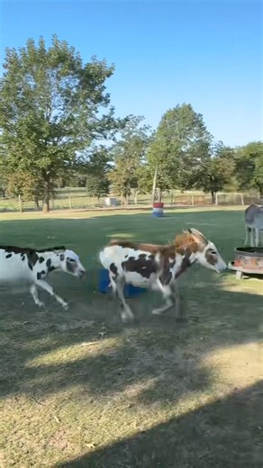 5.6K views · 277 reactions | Toni and Hank have thier wild mustang time every morning. These two boys. #donknation #donkey #ranchlife #donkeysofinstagram #ranching #ranch | Hot Mess Ranch | Facebook