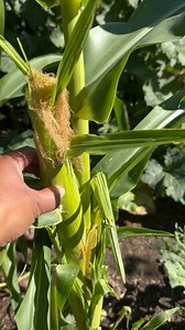 Sweet corn in November? Definitely! Anyone else harvesting corn soon? 🌽🌽🌽 | The Okra Lady LLC