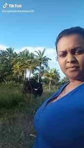 12K views · 65 reactions | Cow Kick Down the Bucket of Milk Challenge #cow_kick_challenge | Chutney Music | Facebook