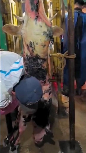 Farmer Helps Newborn Calf Breathe: Hanging and Stimulating Respiration 👀