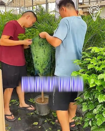 Step by Step Plant Packing Technique. #NurseryPlants #PlantPacking | Gizmo Trends