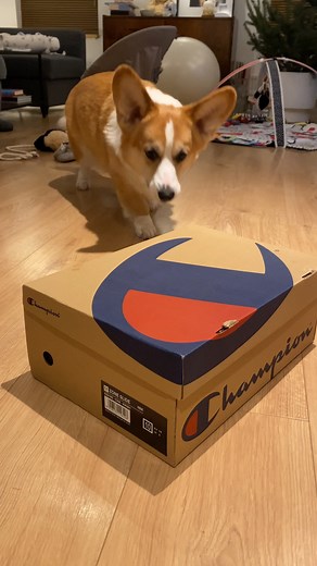 6.4K views · 18 reactions | He loves cardboard! | Everyday Life | Facebook