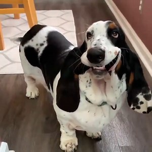Class clown #bassethoundcommunity #dog #bassethoundlife #bassethound #bassethoundlove #bassethoundmoments #virals #bassethoundpuppy #bassethounds #bassethoundsofinstagram | Basset Hound Lover