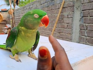 Alexander parrots so smart and wonderful | BIRD 24