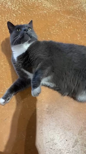 Felix Furrsday 🐈 What was that?? #felixfurrsdays #hewittandwhitty #hewittandwhittysaddlery #Felix #felixthecat #workcat #catsofinstagram #catlife | Hewitt and Whitty Rural Supplies Ballarat