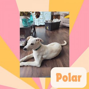 Alaska Dog and Puppy Rescue on Reels