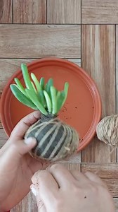 3.2K views · 39 reactions | Creative Way To display House Plant. How to Make Kokedama of Succulent Plant ( Crassula Plant) #kokedama #succulents #crassula | Flower lovers | Facebook