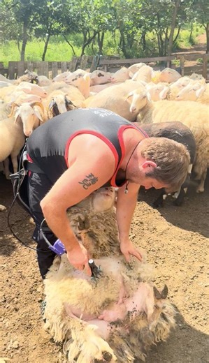 We bring our own portable electric handypieces ready to shear on-the-spot. Mobile shearing in the mountains requires careful planning and the right tools - because there's no power. We shear sheep in hard to reach areas, to keep them from overheating and to improve their quality of life. These sheep are patiently waiting for their turn to be shorn in the farm yard. #handypiece #portable #onthespot #remotework #farmyard | Hand2Shear